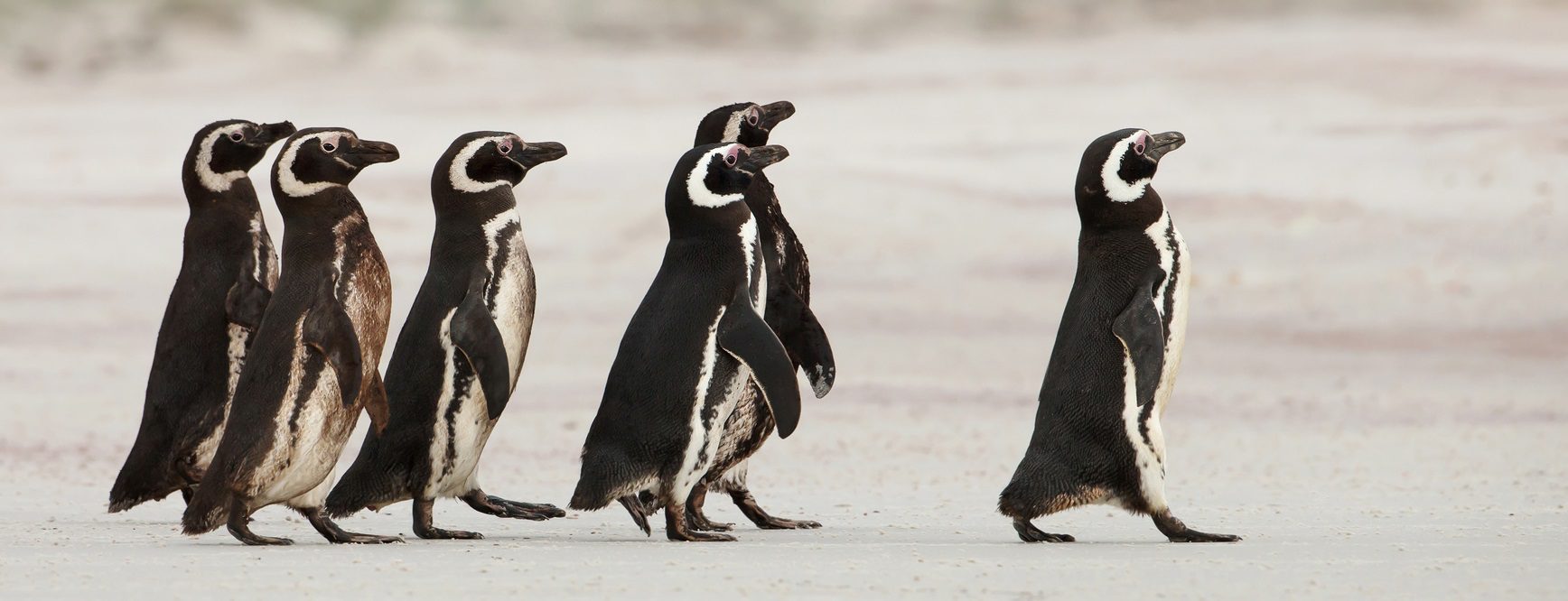 SolDevelo- penguins